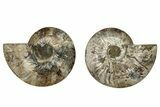 Cut & Polished, Agatized Ammonite Fossil - Madagascar #267976-1